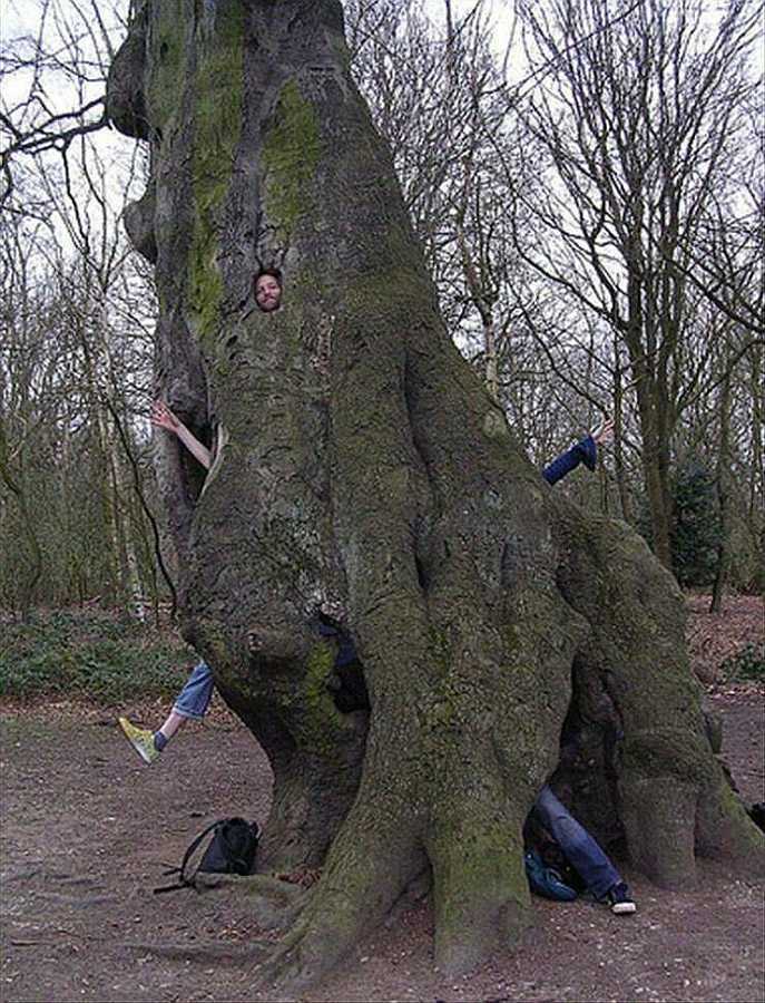 images/gallery/sightgags/HollowTree.jpg