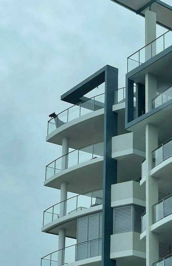 images/gallery/sightgags/HorseBalcony.jpg