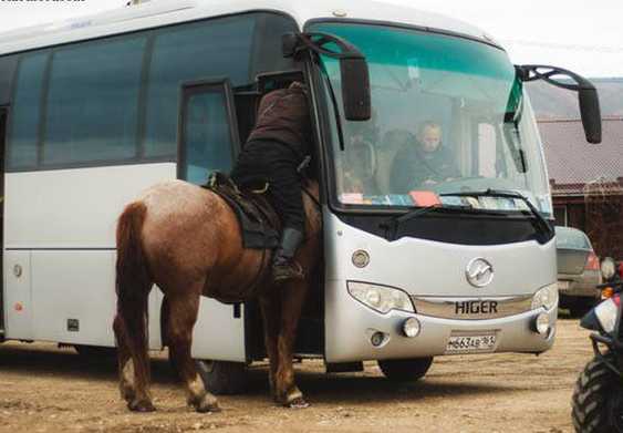 images/gallery/sightgags/HorseBus.jpg