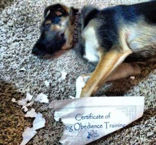 images/gallery/sightgags/Irony03.jpg