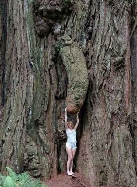 images/gallery/sightgags/LargestWoodpecker.jpg