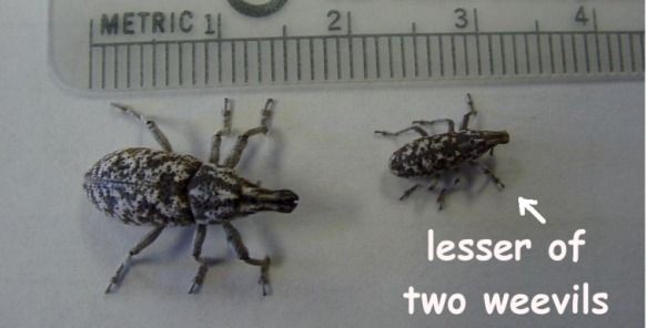 images/gallery/sightgags/LesserOf2Weevils.jpg