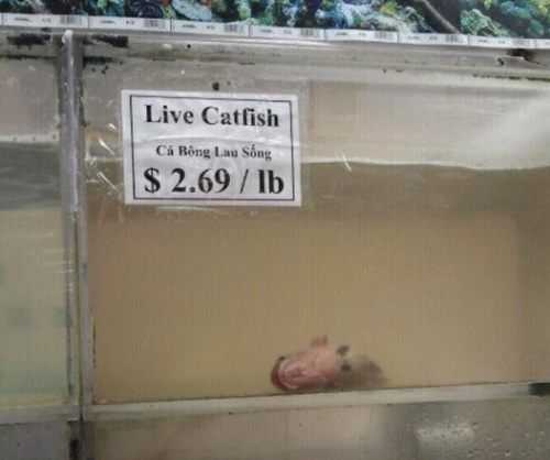images/gallery/sightgags/LiveCatfish.jpg