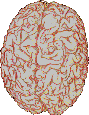 images/gallery/sightgags/MaleBrain.gif