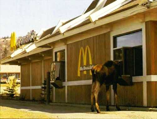 images/gallery/sightgags/MooseDonalds.jpg