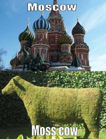 images/gallery/sightgags/MoscowMossCow.jpg