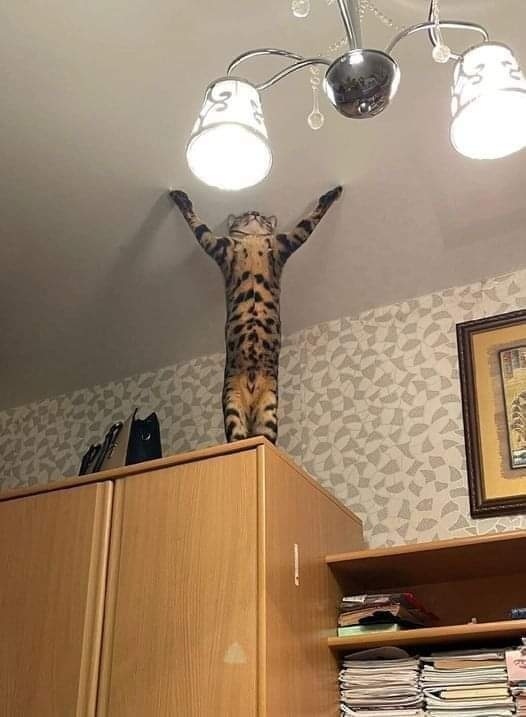 images/gallery/sightgags/NewCatReligion.jpg