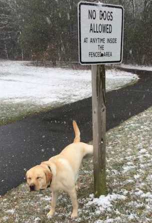 images/gallery/sightgags/NoDogsAllowed.jpg