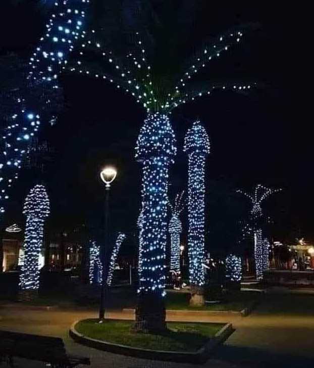 images/gallery/sightgags/NoPalmTreeXmas.jpg
