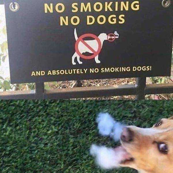 images/gallery/sightgags/NoSmokingDogs.jpg