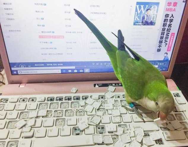 images/gallery/sightgags/ParrotKeycaps.jpg