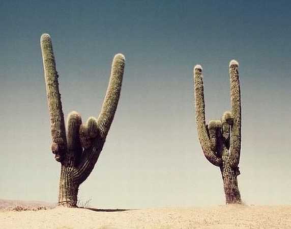 images/gallery/sightgags/PeaceCactii.jpg