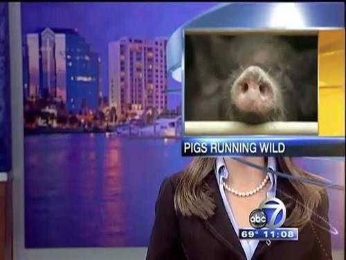 images/gallery/sightgags/PigsRunningWild.jpg