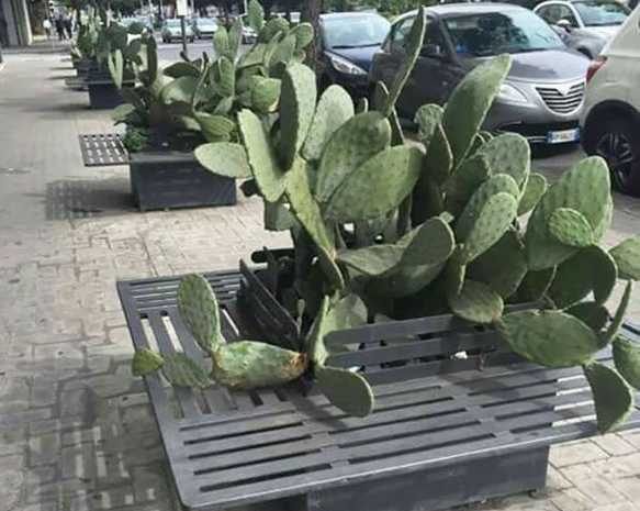 images/gallery/sightgags/PricklySeat.jpg