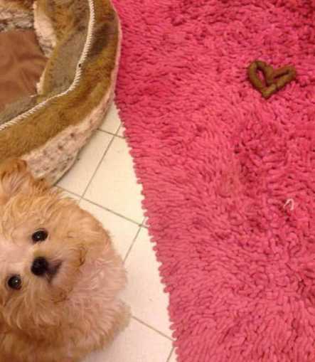 images/gallery/sightgags/PuppyLove.jpg