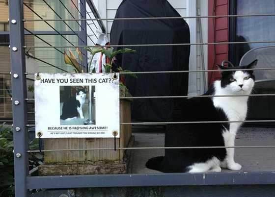 images/gallery/sightgags/SeenThisCat02.jpg