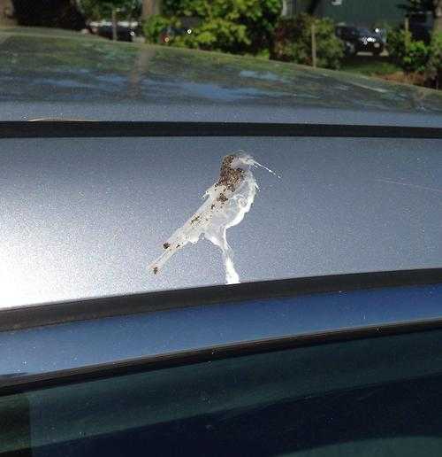 images/gallery/sightgags/SelfPortrait.jpg