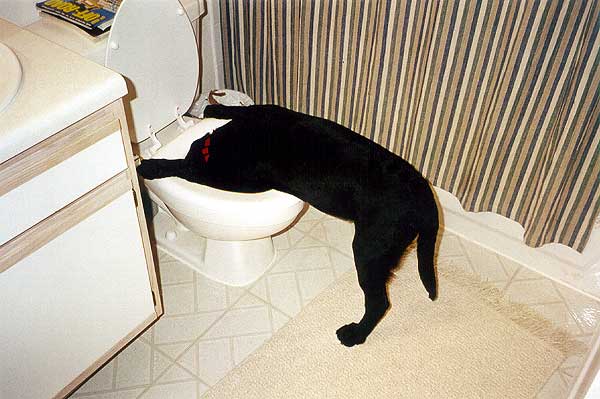 images/gallery/sightgags/SickAsAdog.jpg