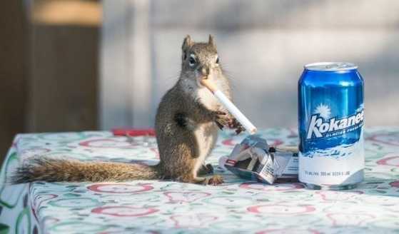 images/gallery/sightgags/SmokingSquirrel.jpg