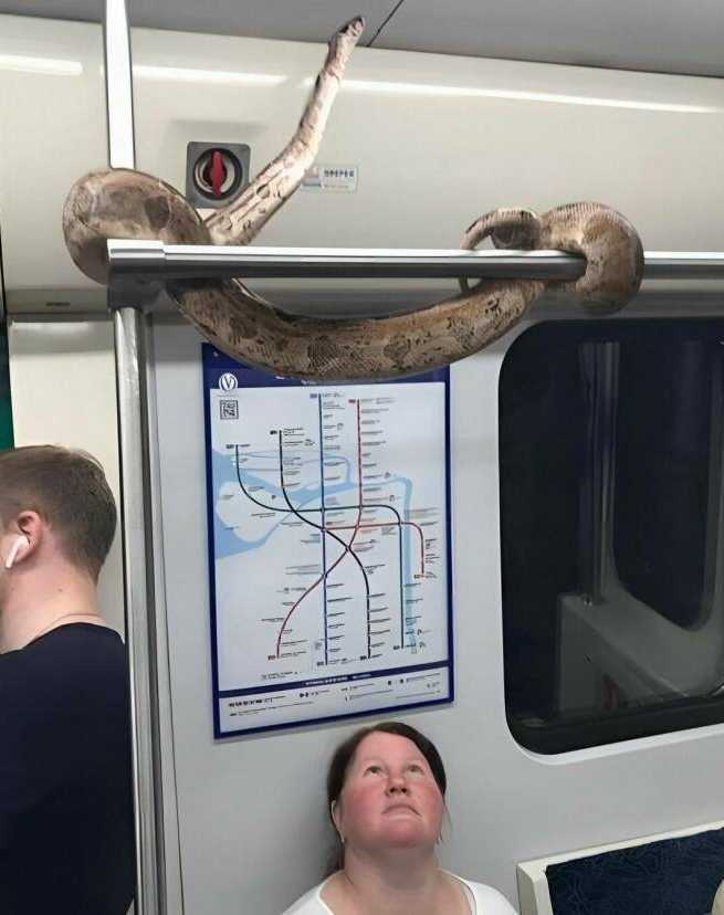 images/gallery/sightgags/SnakesOnABus.jpg