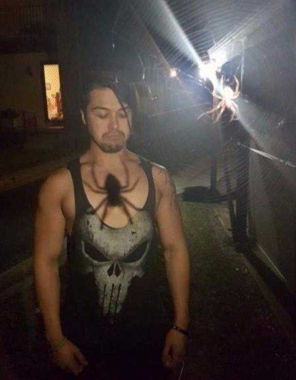images/gallery/sightgags/SpiderShadow.jpg