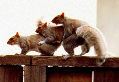 images/gallery/sightgags/Squirrel3way.jpg