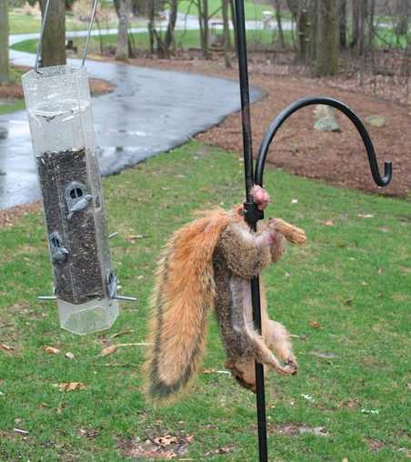 images/gallery/sightgags/SquirrelByNuts.jpg