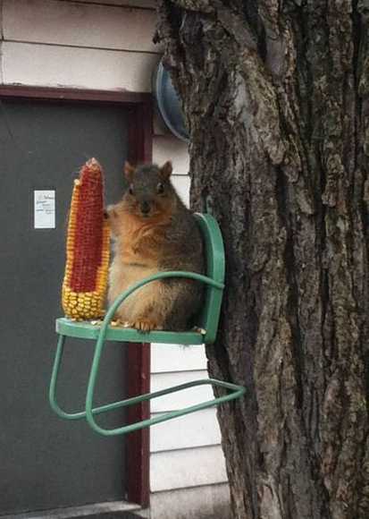 images/gallery/sightgags/SquirrelLawnChair.jpg