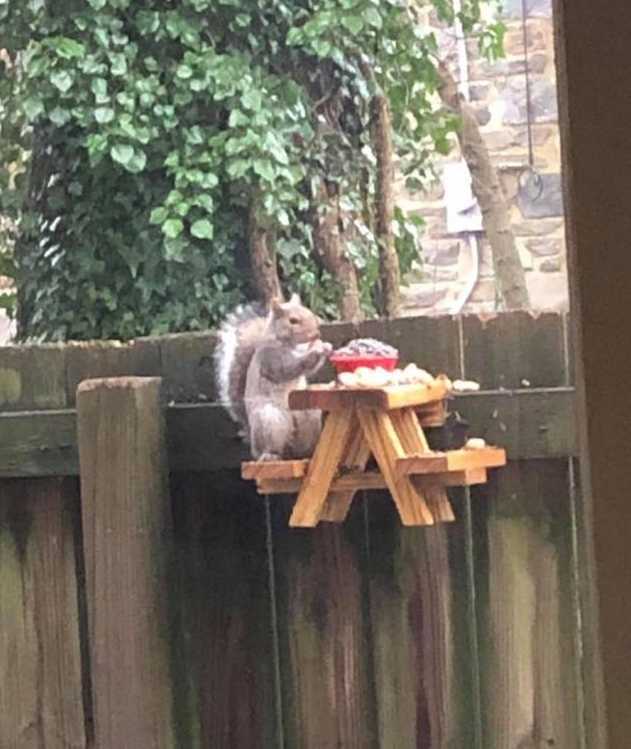 images/gallery/sightgags/SquirrelPicnic.jpg