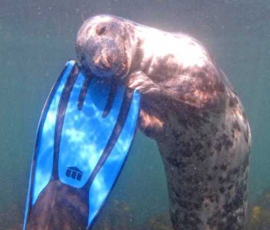 images/gallery/sightgags/SwimFinLove.jpg