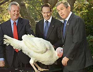 images/gallery/sightgags/ThanksgivingTurkeys.jpg