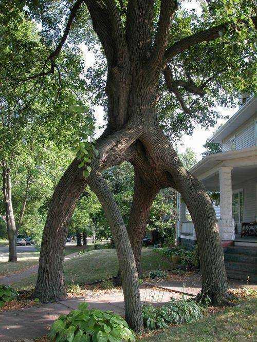 images/gallery/sightgags/ThruTreeLegs.jpg