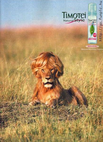 images/gallery/sightgags/TimoteiLion.jpg