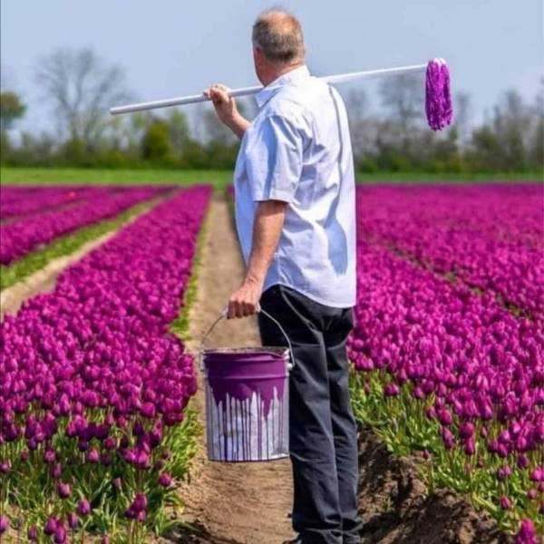 images/gallery/sightgags/TulipTime.jpg