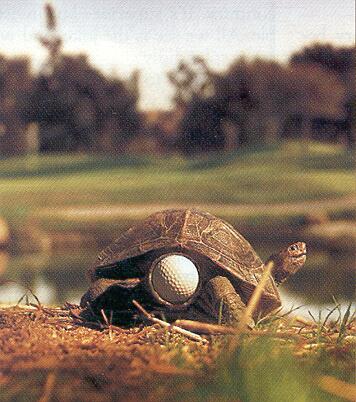 images/gallery/sightgags/TurtleGolf.jpg