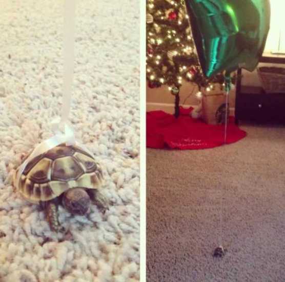 images/gallery/sightgags/TurtleTracker.jpg