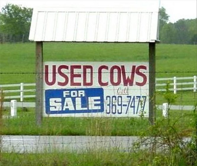 images/gallery/sightgags/UsedCows.jpg