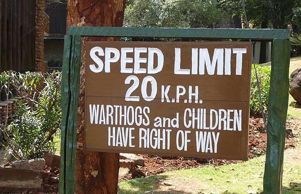 images/gallery/sightgags/WarthogsAndChildren.jpg