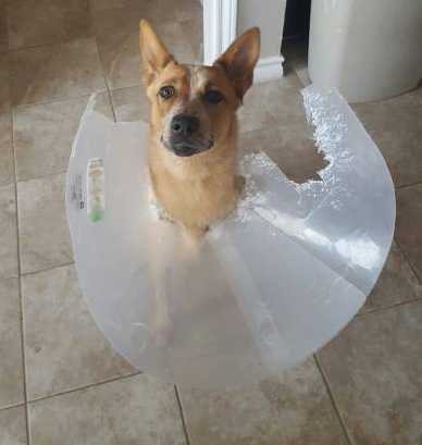 images/gallery/sightgags/WhatCollar.jpg