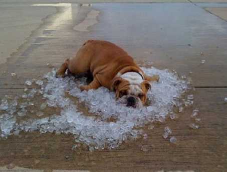 images/gallery/sightgags/WhatGlobalWarming06.jpg