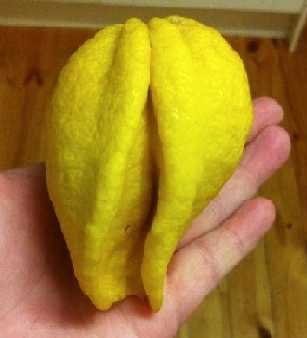 images/gallery/sightgags/WhenGoodFruitGoesBad01.jpg