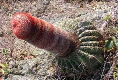 images/gallery/sightgags/WhenGoodPlantsGoBad19.jpg