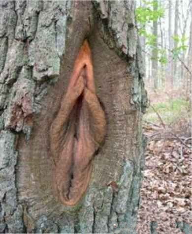 images/gallery/sightgags/WhenGoodPlantsGoBad26.jpg