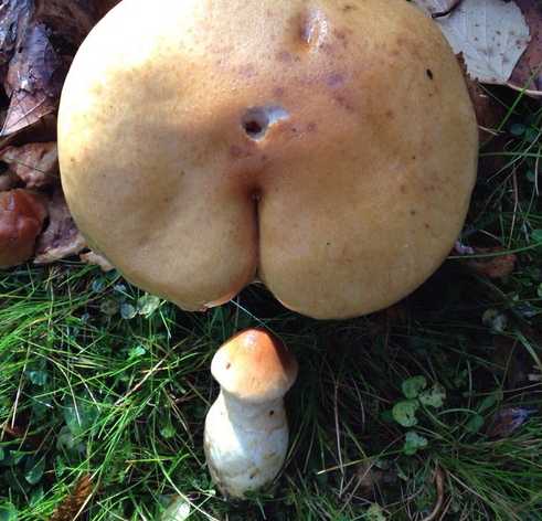 images/gallery/sightgags/WhenGoodPlantsGoBad41.jpg