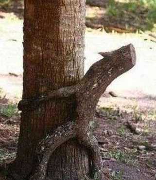 images/gallery/sightgags/WhenGoodPlantsGoBad53.jpg