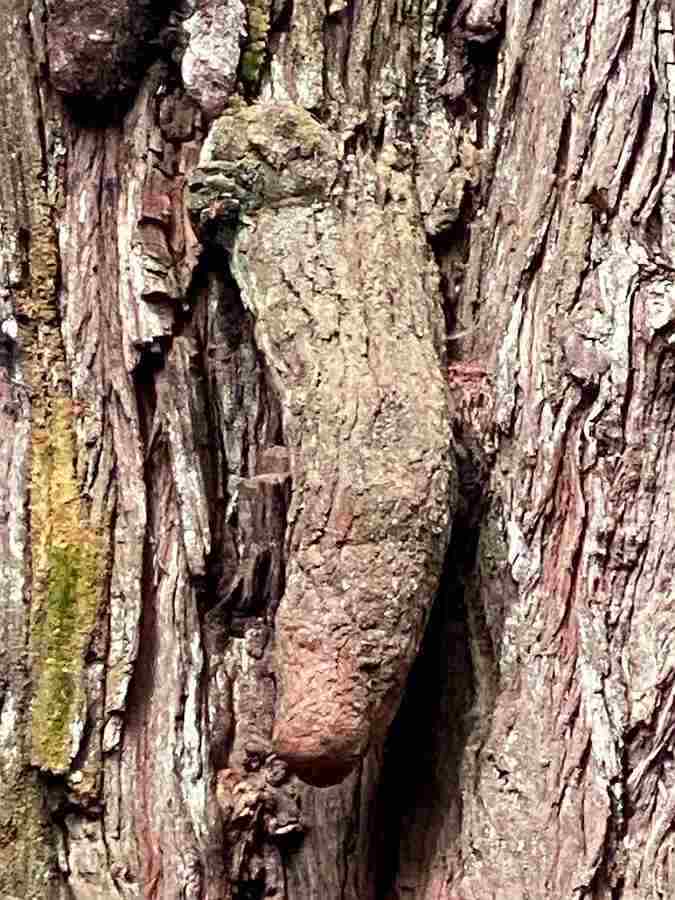 images/gallery/sightgags/WhenGoodPlantsGoBad55.jpg
