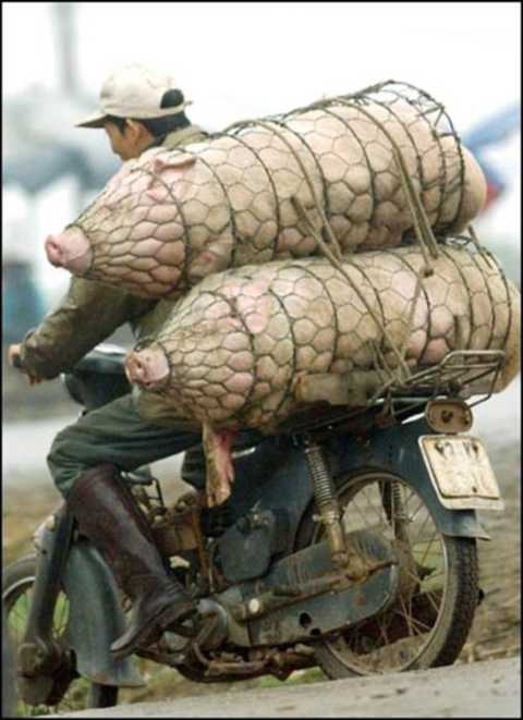 images/gallery/sightgags/WhoNeedsATruck02.jpg
