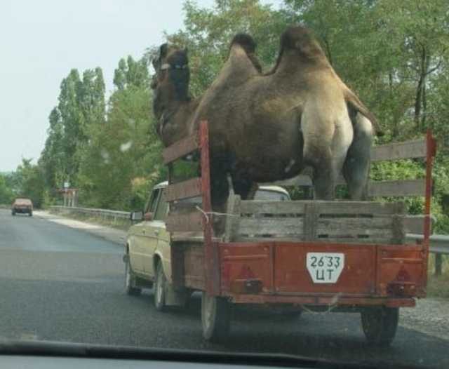 images/gallery/sightgags/WhoNeedsATruck03.jpg
