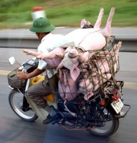images/gallery/sightgags/WhoNeedsATruck04.jpg