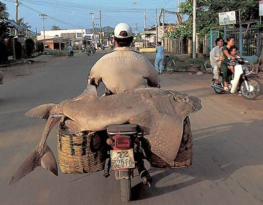 images/gallery/sightgags/WhoNeedsATruck30.jpg